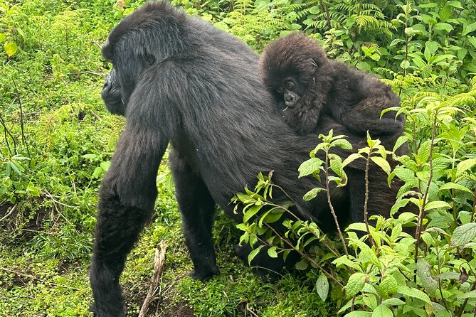 Private Gorilla Trekking Transfer from kigali to Volcanoes N.Park - The private vehicle and driver-guide service