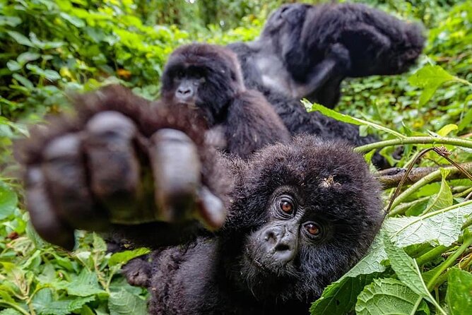 Private Gorilla Trekking Transfer from kigali to Volcanoes N.Park - What is included for $350