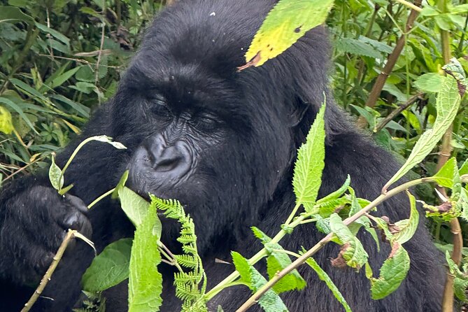 Private Gorilla Trekking Transfer from kigali to Volcanoes N.Park - Lunch, water, and the return to Kigali