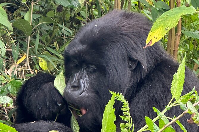Private Gorilla Trekking Transfer from kigali to Volcanoes N.Park - Who should book this transfer