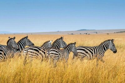 Private Transfer from Kigali Airport (KGL) to Kigali