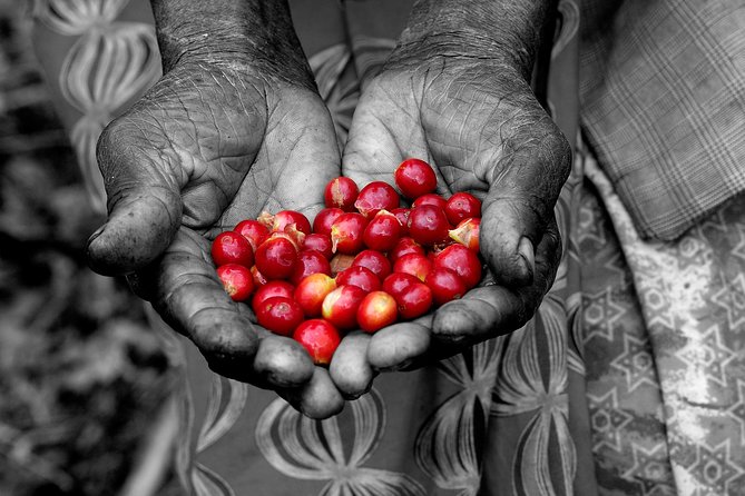 Rwandan Coffee Experience - Key things to know before you go