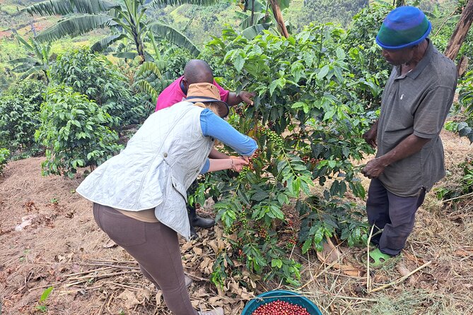 Tea and coffee tours - Lake Kivu gives the outing its setting