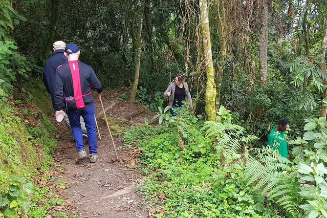 Three-day Nyungwe Canopy and Kivu Lake Adventure - Why this route works for an active Rwanda trip